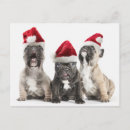 Suche nach french bulldog postkarten Studio shot