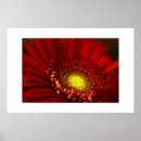 Suche nach roter gerbera poster Gänseblümchen