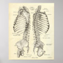 Suche nach wirbelsäule poster Anatomie