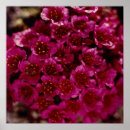 Suche nach lila blumen poster Drucken