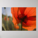 Suche nach mohn poster Rot