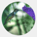 Recherche de colibris autocollants Ailes