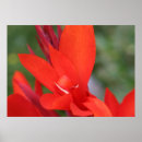 Suche nach canna poster Lilien