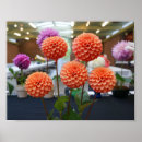 Recherche de abricot posters Fleur d'abricot