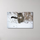 Recherche de chat impressions sur toile Chaton