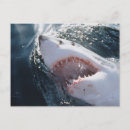 Recherche de image dange cartes postales Animal