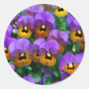 Suche nach stiefmütterchen aufkleber Blumen