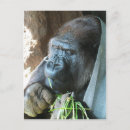 Suche nach ape postkarten Gorilla