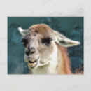 Suche nach guanaco postkarten Tiere