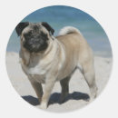 Suche nach kitze aufkleber Mops