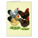 Suche nach das wyandotte postkarten Huhn