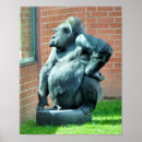 Suche nach gorillas poster Tiere
