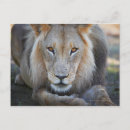 Suche nach männlicher löwe postkarten Wildtiere