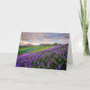 Recherche de camarillo Violet