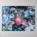 Suche nach belize poster Fotografie