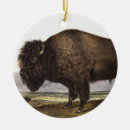Recherche de zoologie ornements Faune