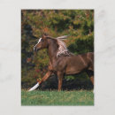 Recherche de cheval arabe cartes postales Lingerie de bob