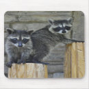 Suche nach waschbären mousepads Baby