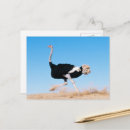 Recherche de ostrich cartes postales Oiseaux