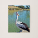 Recherche de pelican puzzles Oiseau