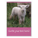 Recherche de brebis cartes postales Troupeau