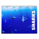Recherche de requins calendriers Faune