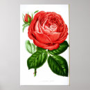 Suche nach vintage rote rose poster Botanisch