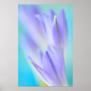 Recherche de lilas posters Bleu