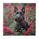 Recherche de écossais carreaux Dog