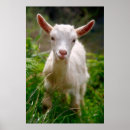Suche nach niedliche ziege poster Nutztiere