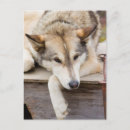 Suche nach schlittenhunde postkarten Alaska