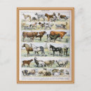 Recherche de chat livre cartes postales Illustration