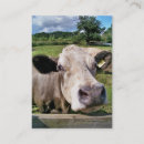 Recherche de vache mignonne cartes visite Animaux