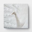 Suche nach feder fotoplatten Pfau
