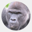 Recherche de gorilla autocollants Primates