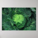 Recherche de choux posters Motif