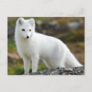 Recherche de renard arctique posters Renard des neiges