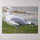 Suche nach möwen poster Vögel