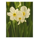 Recherche de narcisse art Vert