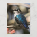 Suche nach vögel und bienen poster Kolibri