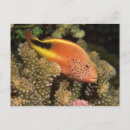 Recherche de faune marine cartes postales Sous l'eau