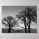 Suche nach weißer baum poster Landschaft