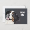 Suche nach alberner spaß Hund
