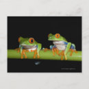 Suche nach grüner baumfrosch postkarten Amphibisch
