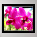 Suche nach rosa orchideen poster Blume