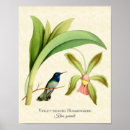 Recherche de orchidées bleues posters Fleur