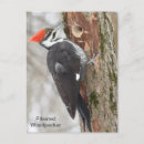 Suche nach no fleck postkarten Vogelvogel