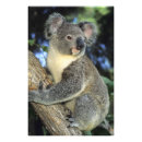 Suche nach koala foto poster Baum