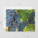 Suche nach weinreben postkarten Weinberg
