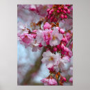 Suche nach rosa kirschblüten poster Blume
